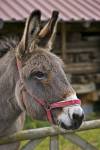 Stock photo of Donkey at Hessenpark (Open Air Museum), Neu-Anspach, Hessen, Germany, Europe.
