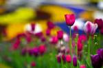 Stock photo of tulips in bright colors, are in front of the Niagara Parks Floral Clock along the Niagara River Parkway, Queenston, Ontario, Canada.