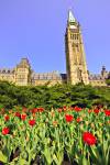 Stock photo of the Peace Tower in the Centre Block Parliament Buildings rising toward the clear blue sky on Parliament Hill in the City of Ottawa, as seen from the garden of red, orange, and yellow tulips that comprise the foreground. A strip of deep gree