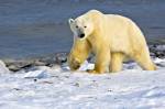 Polar Bear Ursus maritimus icy fringes Hudson Bay Churchill Manitoba