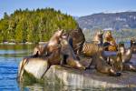 Stock photo of a group of Steller's Sea Lions hauled out on a large area of rock about 3-4 meters above water level on a sunny day near Fife off the northern British Columbia coast in Canada. 