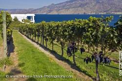 Rows grapevines Bonitas Winery Summerland Okanagan Canada