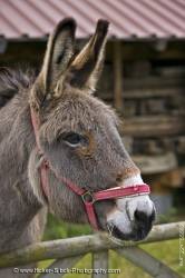Cute animal Donkey