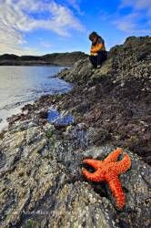 Woman Rocky Outcrop Ochre Sea Star South Beach Pacific Rim National Park British Columbia Canada