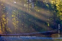 sun rays through trees fallen tree by Virgin Falls