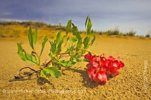 Stock photo of hardy flowers growing on the sand dunes along the Spirit Sands Trail, Spruce Woods Provincial Park, Manitoba, Canada.