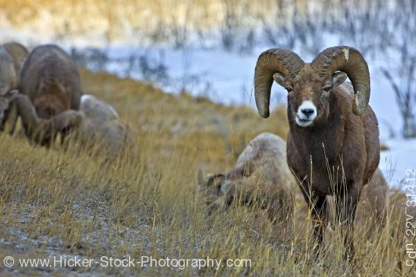 Stock photo of Bighorn Sheep Yellowhead Highway Jasper National Park Alberta Canada