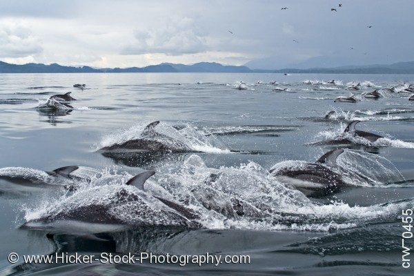 Stock photo of Pacific white sided dolphins British Columbia Canada