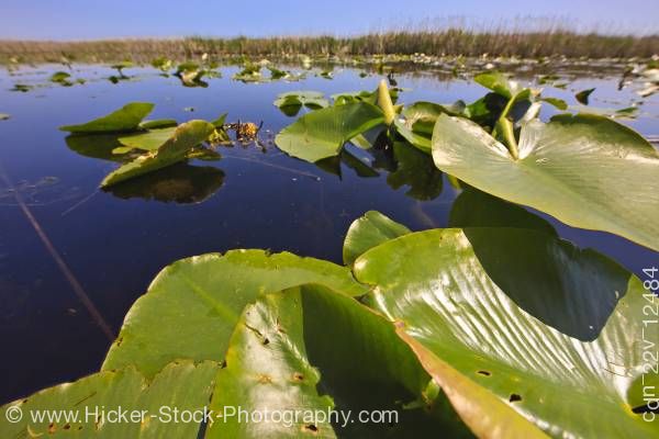 Stock photo of Marsh large water plants Marsh Boardwalk at Point Pelee National Park Leamington Ontario Canada
