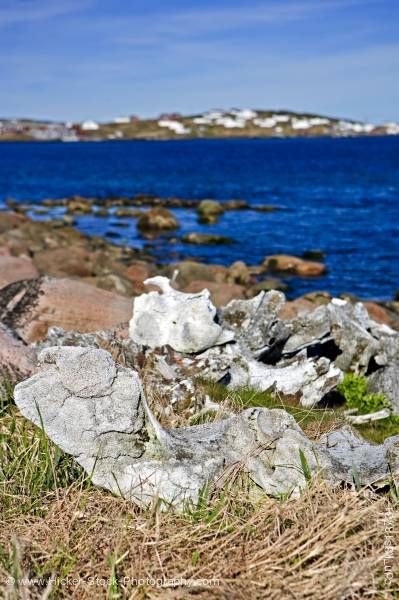 Stock photo of Whale bones Labrador Boney Shore Trail Labrador Coastal Drive Viking Trail Trails to the Vikings