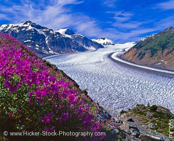Stock photo of Salmon Glacier fireweed Stewart British Columbia Canada