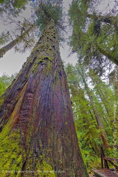 Stock photo of Western Redcedar Trees Pacific Rim National Park Vancouver Island British Columbia Canada
