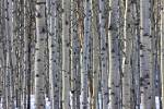 Stand of Aspen Trees between Pyramid Lake and Patricia Lake near Jasper Jasper National Park Canada