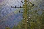 Stock photo of at least ten bald eagles perched in a tall tree during winter near Beaver Cove on Northern Vancouver Island in British Columbia, Canada.