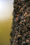 Stock photo of Black Beech Tree with female scale insect waxy filaments protruding with honeydew on the end seen along the Bellbird Walk at Lake Rotoiti, Nelson Lakes National Park, South Island, New Zealand.