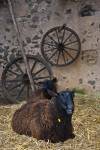 Stock photo of black sheep at the medieval markets on the grounds of Burg Ronneburg (Burgmuseum), Ronneburg Castle, Ronneburg, Hessen, Germany, Europe.