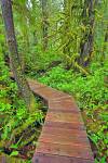 Stock photo of a boardwalk leading through the lush rain forest to Hot Springs Cove, Openit Peninsula, Maquinna Marine Provincial Park, Clayoquot Sound, Clayoquot Sound UNESCO Biosphere Reserve, West Coast, Vancouver Island, British Columbia, Canada.