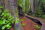 Stock photo of the boardwalk that winds along the Rainforest Trail between two western redcedar trees in the coastal rainforest of Pacific Rim National Park, Long Beach Unit, West Coast, Vancouver Island, British Columbia, Canada.