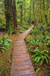 Stock photo of the boardwalk winding along the Rainforest Trail in the coastal rainforest of Pacific Rim National Park, Long Beach Unit, West Coast, Vancouver Island, British Columbia, Canada.