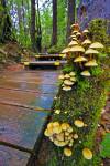 Stock photo of boardwalk trail in rain forest in Maquinna Marine Provincial Park to Hot Springs Cove.