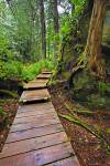 Stock photo of a wet boardwalk leading up into the wonderfully green dense rain forest to Hot Springs Cove.