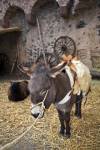 Stock photo of Donkey at the medieval markets on the grounds of Burg Ronneburg (Burgmuseum), Ronneburg Castle, Ronneburg, Hessen, Germany, Europe.