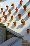 Stock photo of flower pots adorning the wall of a courtyard in the La Juderia district (the Jewish Quarter) in the City of Cordoba, Province of Cordoba, Andalusia (Andalucia), Spain, Europe.