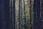 Stock photo of sunlight highlighting the trees in the forest along the trail to the Upper Falls of Johnston Canyon, Banff National Park, Canadian Rocky Mountains, Alberta, Canada.