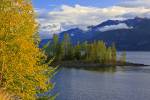 Stock photo of fall colors on an island in Kootenay Lake, Central Kootenay, British Columbia, Canada.