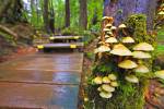 Rain forest Maquinna Marine Provincial Park Hot Springs Cove West Coast Vancouver Island BC