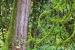 Stock photo of moss covered tree branches and the trunk of a western red cedar tree, Thuja plicata, during fall in the rain forest of Goldstream Provincial Park, Victoria, Southern Vancouver Island, Vancouver Island, British Columbia, Canada.