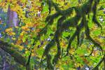 Stock photo of a moss covered branches and golden leaves during fall in the rain forest of Goldstream Provincial Park, Victoria, Southern Vancouver Island, Vancouver Island, British Columbia, Canada.