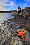 Stock photo of an Ochre Sea Star on a rocky outcrop in the foreground, with a woman perched at the water's edge looking into the water for sea life on South Beach in Pacific Rim National Park, Long Beach Unit, Clayoquot Sound UNESCO Biosphere Reserve, Wes