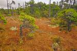 Stock photo of distorted Shore Pine trees, Pinus contorta var. contorta, and Sphagnum moss, Sphagnum cymbifolium, growing in the bog along the Shorepine Bog Trail, Pacific Rim National Park, Long Beach Unit, West Coast, Vancouver Island, British Columbia,