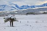 Stock photo of snow covered tree in a field back dropped by the Rocky Mountains of Waterton Lakes National Park, Alberta, Canada.