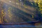 Stock photo of sun rays stream through forest trees and there is a fallen tree on rocks near river.