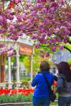 Stock photo of two tourists admiring the bright red tulips and the historic Prince of Wales Hotel (built in 1864) in spring, Niagara-on-the-Lake, Ontario, Canada.