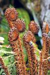 Stock photo of unfurling ferns along the Bellbird Walk at Lake Rotoiti, Nelson Lakes National Park, South Island, New Zealand.