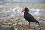 Stock photo of the Variable Oystercatcher, Haematopus unicolor, along the beach at Ocean Bay, Port Underwood, Marlborough District, South Island, New Zealand.