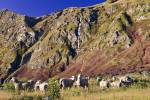 Stock photo of a waterfall, Treble Cone, Harris Mountains, Central Otago, South Island, New Zealand.