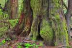 Stock photo of the moss-covered base of a large western redcedar tree (western red cedar), Thuja plicata, along the Rainforest Trail in the coastal rainforest of Pacific Rim National Park, Long Beach Unit, Clayoquot Sound UNESCO Biosphere Reserve, West Co