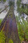 Stock photo of a giant redcedar tree surrounded by others (western red cedar), Thuja plicata, along the Rainforest Trail in the coastal rainforest of Pacific Rim National Park on the west coast of Vancouver Island, British Columbia, Canada.