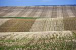 Stock photo of the trimmed and two toned brown wheat fields along Highway 5 between Cardston and Spring Coulee, Southern Alberta, Alberta, Canada.