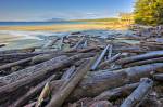 Stock photo of many large pieces of driftwood strewn along Wickaninnish Beach in Wickaninnish Bay, with the Wickaninnish Interpretive Centre in the distance. Located in Pacific Rim National Park, Long Beach Unit, Clayoquot Sound UNESCO Biosphere Reserve, 