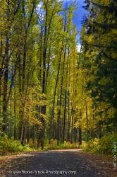 Road surrounded autumn fall colors Mount Fernie Provincial Park BC