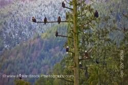 Bald Eagles Tree Winter Beaver Cove Northern Vancouver Island British Columbia Canada