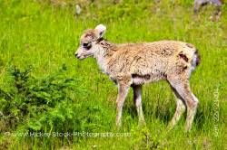 Bighorn Sheep Lamb in Green Grass Banff National Park Alberta