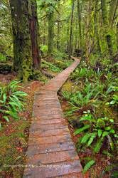 Boardwalk Rainforest Trail Pacific Rim National Park Vancouver Island British Columbia Canada