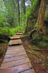 Nature boardwalk in rain forest Hot Springs Cove Openit Peninsula Tofino