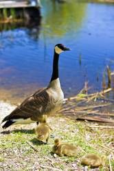 Canadian Goose at the Marsh Boardwalk in Point Pelee National Park Leamington Ontario, Canada